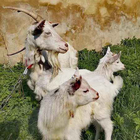 Pałac Rząsiny Dom wakacyjny *