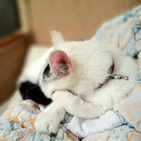 Dom wakacyjny Pałac Rząsiny Gryfów Śląski