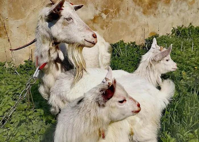 Palac Rzasiny Casa de Férias *