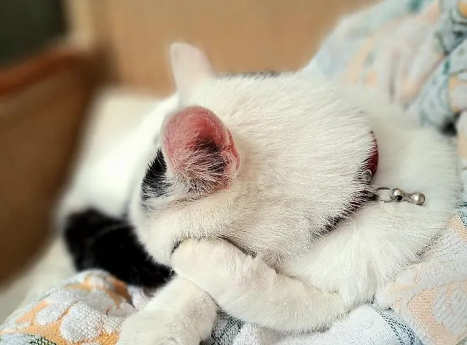 Casa de Férias Palac Rzasiny Gryfów Śląski